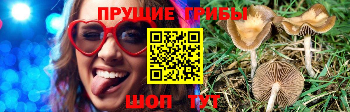 Новозыбков  Псилоцибиновые грибы Cubensis  Вход с VPN 